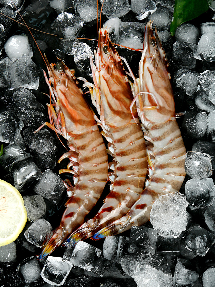 【东山岛·斑节虾】海虾