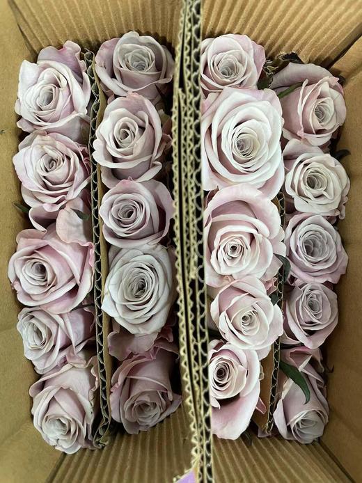 【秒杀福利】曼塔  20枝 /扎 商品图8