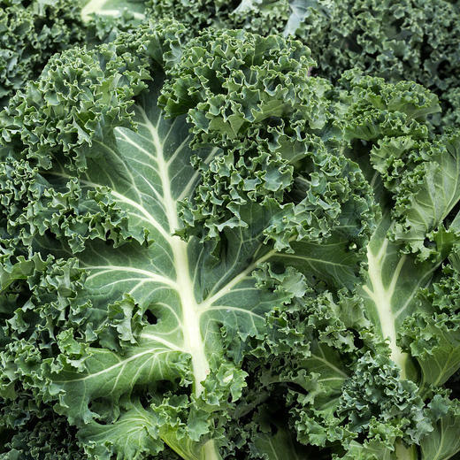 羽衣甘蓝250g｜静物自产 商品图0