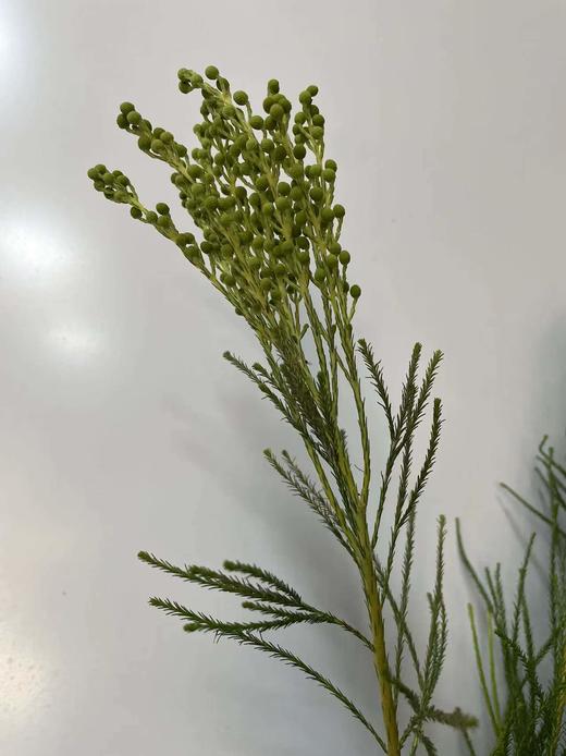 【美满/丰收/幸福】珊瑚果 绿色（小果）若干枝/扎 商品图8