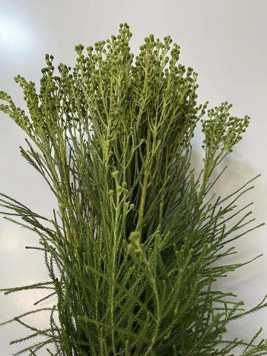 【美满/丰收/幸福】珊瑚果 绿色（小果）若干枝/扎 商品图7