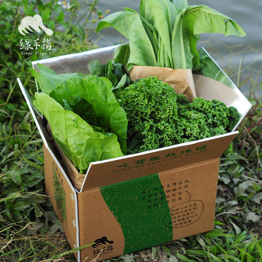 生态广州时令蔬菜箱（包邮）| 绿家自产*ecological eafy vegetables | Self-production 商品图2
