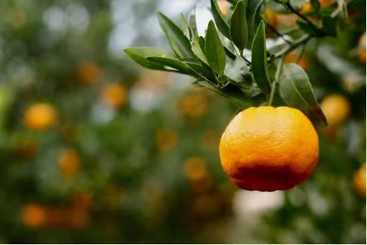 【抽检下架】【助农】清江椪柑特级45枚/箱//超特30枚/箱 商品图6