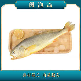 深海野化大黄鱼礼盒1条装【LY】【包邮直发】