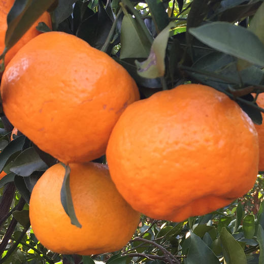 【抽检下架】【助农】清江椪柑特级45枚/箱//超特30枚/箱 商品图4