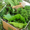 生态广州时令蔬菜箱（包邮）| 绿家自产*ecological eafy vegetables | Self-production 商品缩略图1