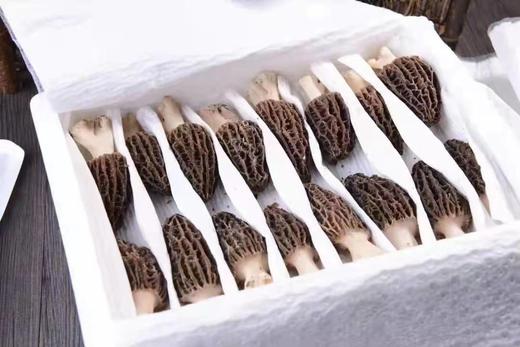 新鲜羊肚菌云南特产羊肚菌菇鲜货羊肝菌煲汤食材羊肚菇半野生菌菇 商品图8