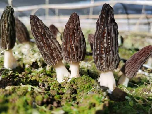 新鲜羊肚菌云南特产羊肚菌菇鲜货羊肝菌煲汤食材羊肚菇半野生菌菇 商品图1