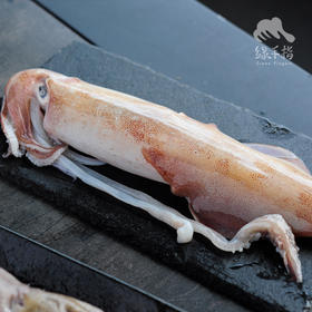 野生手钓鱿鱼 | 合作生产 * Wild Dongshan Island seafood | Coproduction