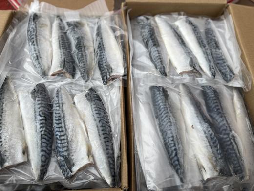 青花鱼 商品图1