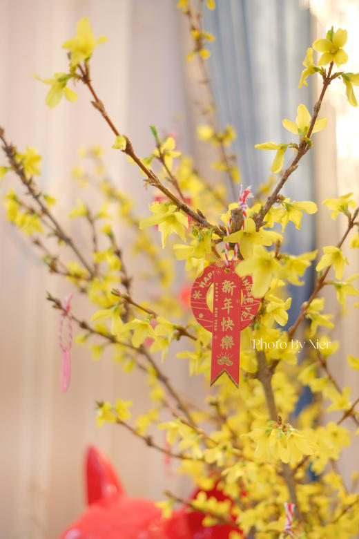 年宵花*荷兰特级寸寸金【150cm】 商品图1