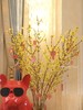 年宵花*荷兰特级寸寸金【150cm】 商品缩略图0