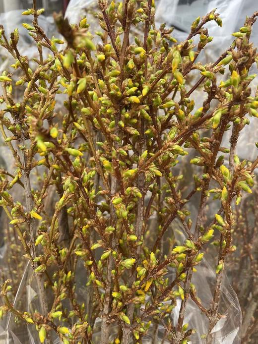 【清库存】-进口寸寸金  约10枝/扎  多规格 商品图6