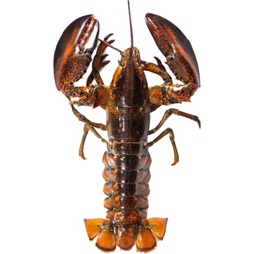 波士顿龙虾800-1000g【LY】 商品图4