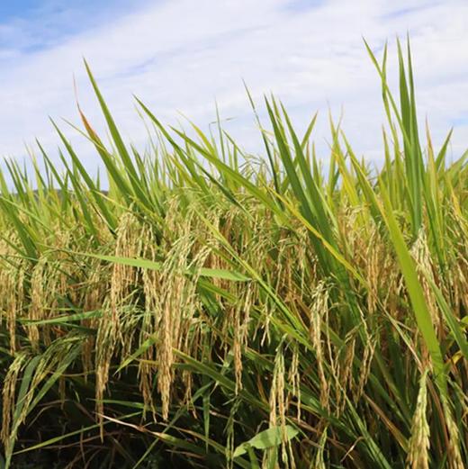 【中峰贡】竹溪鲜磨新米  竹溪贡米10斤/提 商品图4