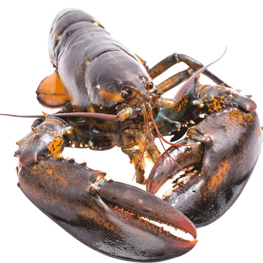 波士顿龙虾800-1000g【LY】 商品图5