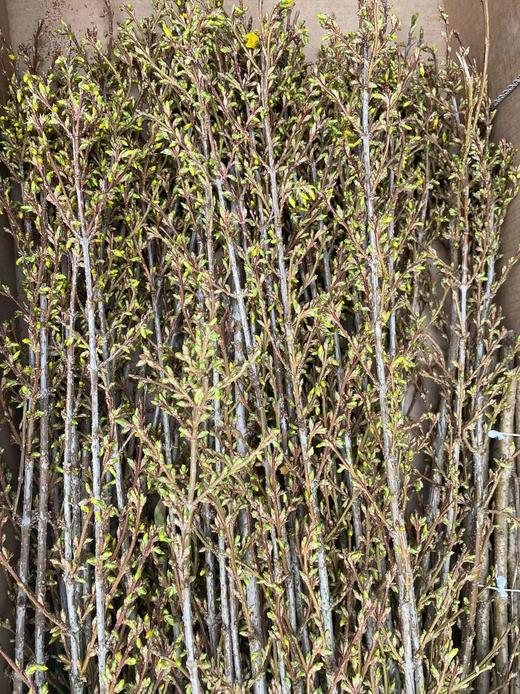 【清库存】-进口寸寸金  约10枝/扎  多规格 商品图9