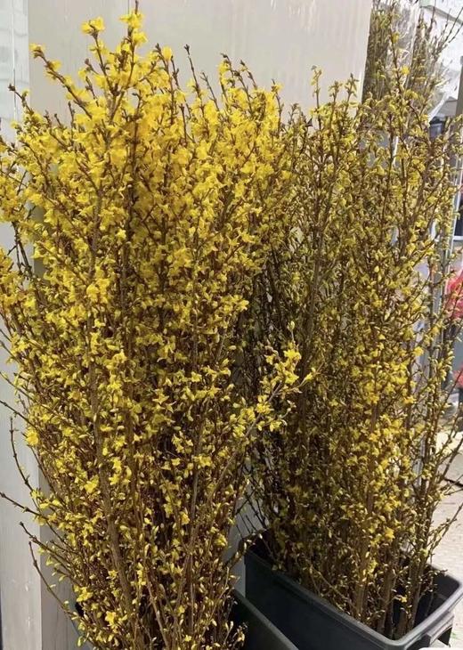 【清库存】-进口寸寸金  约10枝/扎  多规格 商品图7