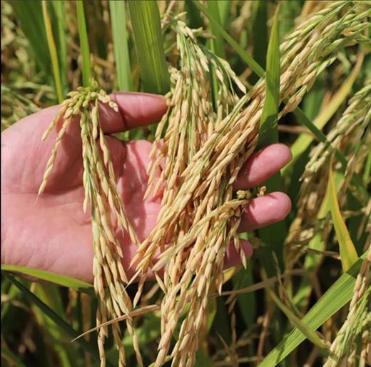 【中峰贡】竹溪鲜磨新米  竹溪贡米10斤/提 商品图3