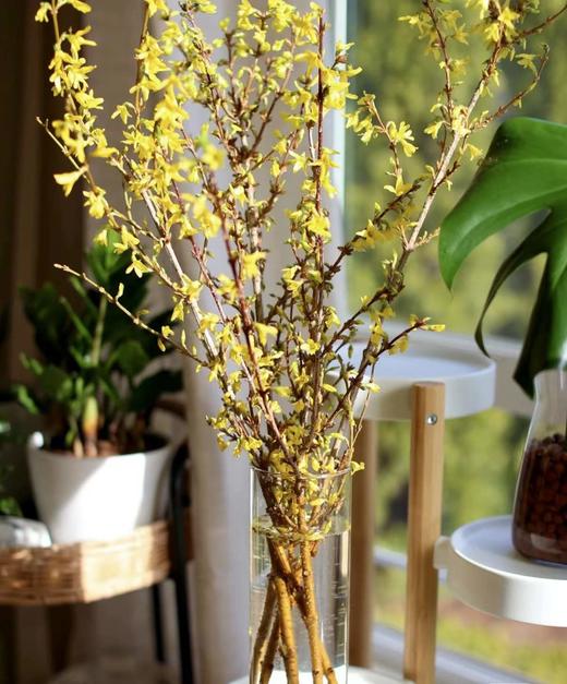 【清库存】-进口寸寸金  约10枝/扎  多规格 商品图2