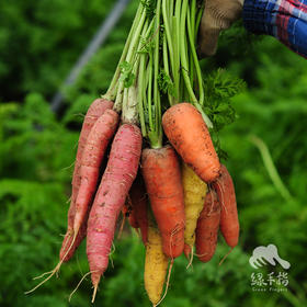 生态彩色胡萝卜（包邮） | Ecological carrot | Self-production