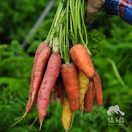生态胡萝卜 | 绿家自产* ecological carrot | Self-production 商品图1