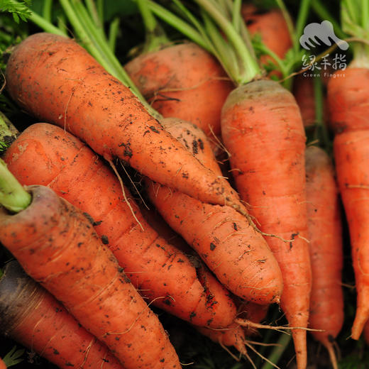 生态胡萝卜 | 绿家自产* ecological carrot | Self-production 商品图2