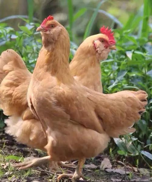 603春浩.谷源200天谷养放山文昌鸡半只 鲜宰净鸡 商品图0