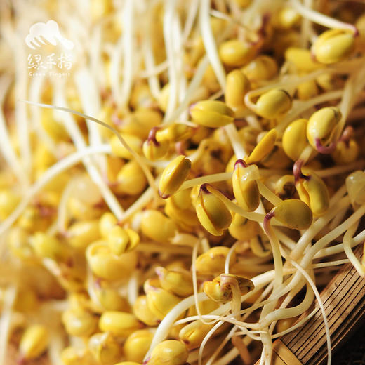 生态豆芽份额 | 绿家自产* share of ecological mung bean sprouts | In-House Production 商品图2