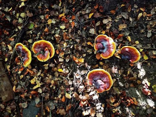 川农蒋教授种植研发，低温破壁，破壁率高达98%，提高人体免疫力，九大仙草之首，三萜9.05g/100g/盒2g*50袋 商品图7