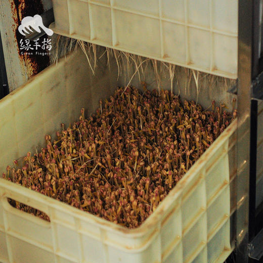 生态黄豆芽 | 绿家自产* Ecological soybean sprouts | Self-production 商品图2