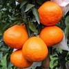 新鲜水果 果寻梦耙耙柑小件  1件/净重4斤左右 商品缩略图2