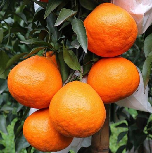 新鲜水果 果寻梦耙耙柑小件  1件/净重4斤左右 商品图2