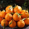新鲜水果 甜润多汁耙耙柑小件   带箱10斤左右/件 商品缩略图1