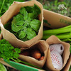 生态沙拉蔬菜箱（非净菜，过年也发货） | 绿家自产* Organic salad vegetable box | Self-production 商品缩略图5