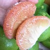 泰国双象牌DD红心柚 柚子 商品缩略图8