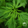 生态益母草 | 绿家自产 * Eco-Leonurus | Self-production 商品缩略图0