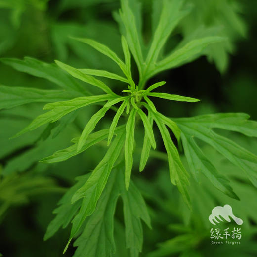 生态益母草 | 绿家自产 * Eco-Leonurus | Self-production 商品图0