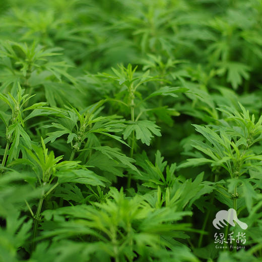 生态益母草 | 绿家自产 * Eco-Leonurus | Self-production 商品图1