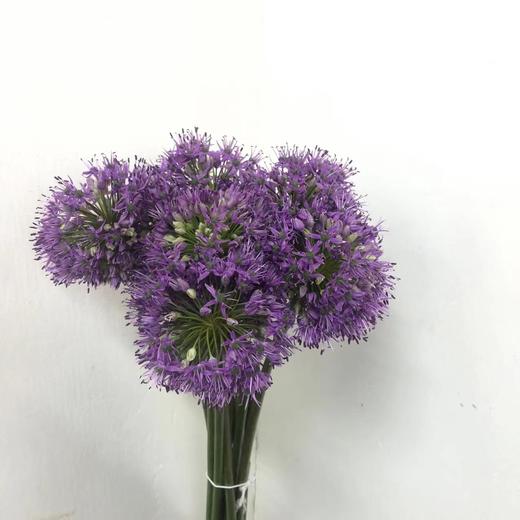 2月8日葱花 紫Gladiator 90cm 3cm-10支 商品图0