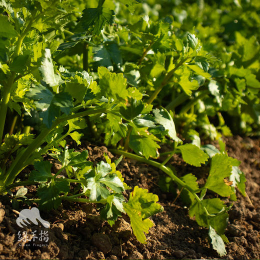 生态西芹（芹菜） | 绿家自产*Eco-celery | In-House Production 商品图1