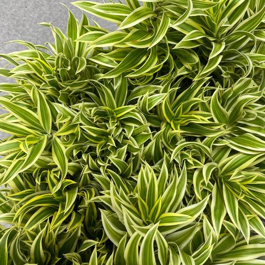 【竹报平安】金边百合竹 2枝/扎 商品图12