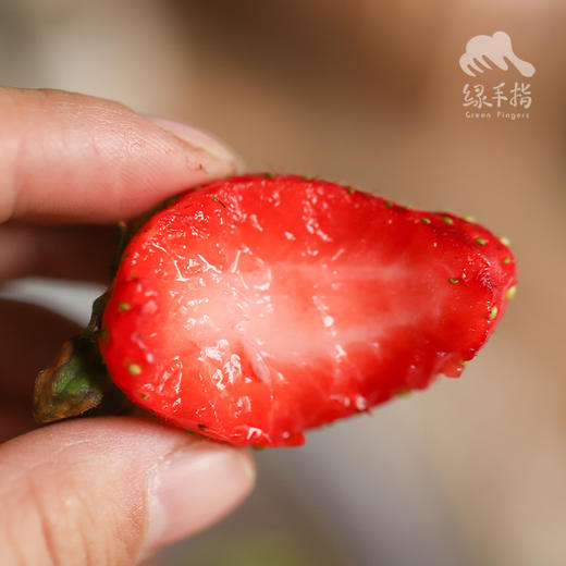 生态草莓（河北） |合作生产 * Ecological strawberry | Coproduction 商品图4