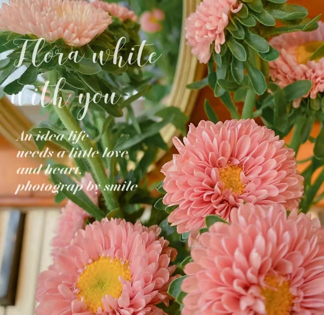 【jc】zy-麦秆菊 随机粉色系【4】