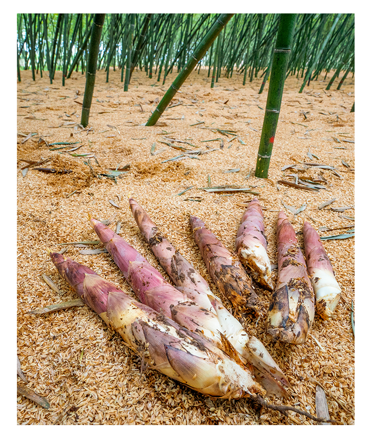 奉化溪口有机砻糠雷笋(3斤/5斤)肉质细腻 甘甜脆嫩 (每日17:00截单