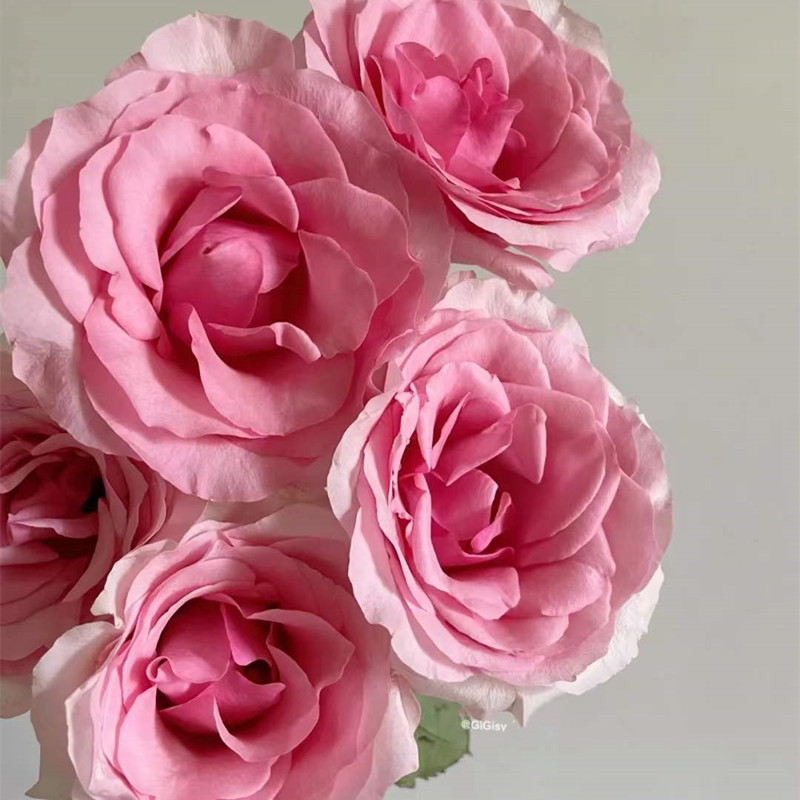 厄瓜多尔进口鲜花christa克里斯塔玫瑰花10支