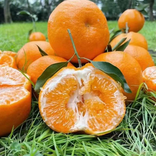 有机春见（粑粑柑） 5斤装/8斤装 商品图1