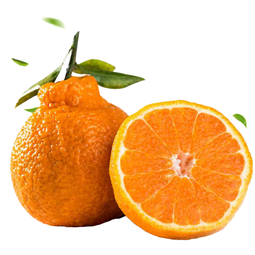 有机春见（粑粑柑） 5斤装/8斤装