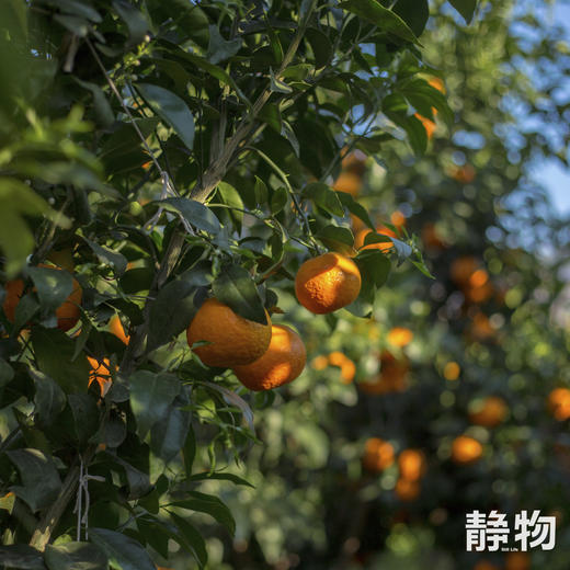 有机沃柑SuperOrah5斤/9.5斤装 |香甜细嫩，多汁清爽｜云南大理【Y】 商品图1