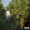 有机沃柑SuperOrah5斤/9.5斤装 |香甜细嫩，多汁清爽｜云南大理【Y】 商品缩略图5